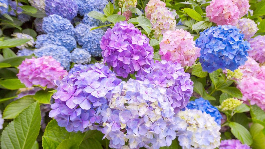 hortensia
