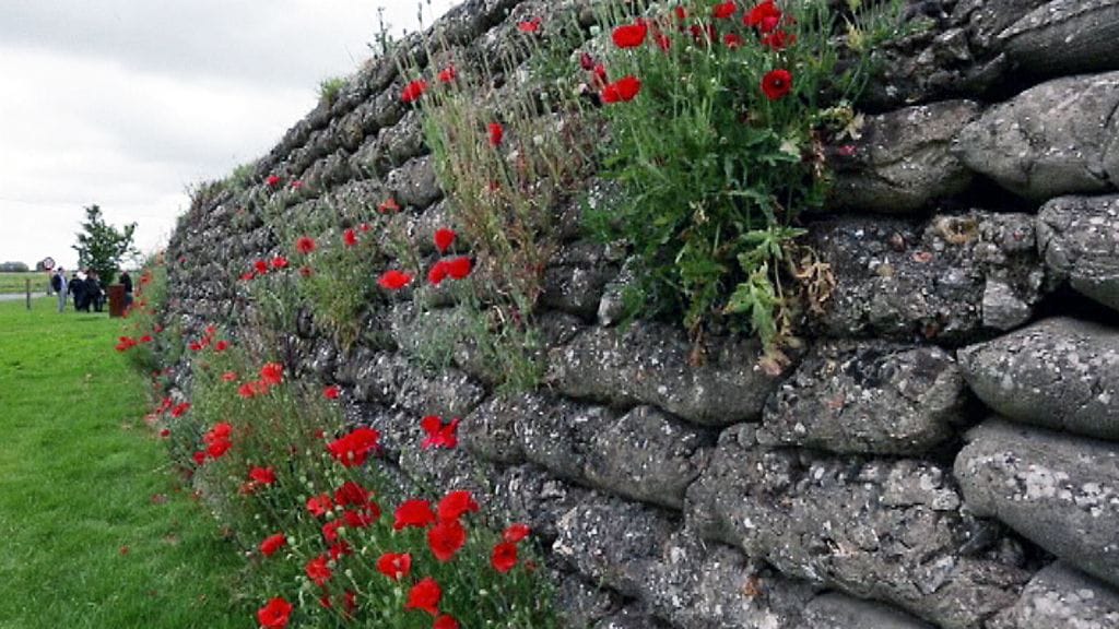 Unikot kasvavat ensimmäisen maailmansodan aikaisen taisteluhaudan muurissa Diksmuidessa, Belgiassa.