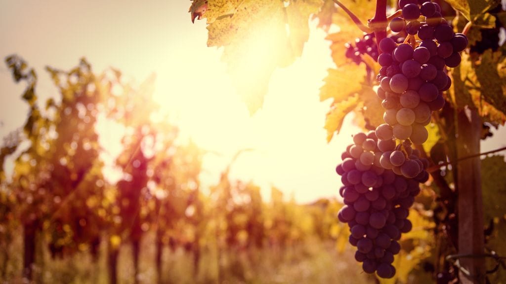 shutterstock_154144709