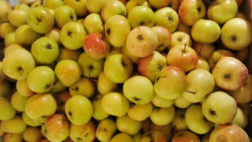 Kuvan omenat eivät liity uutiseen.