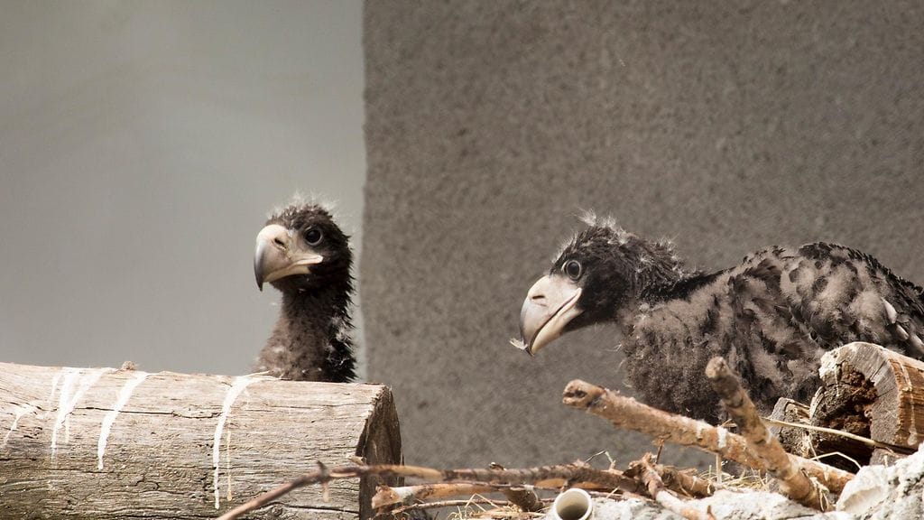 14540740775 Kuningasmerikotkat