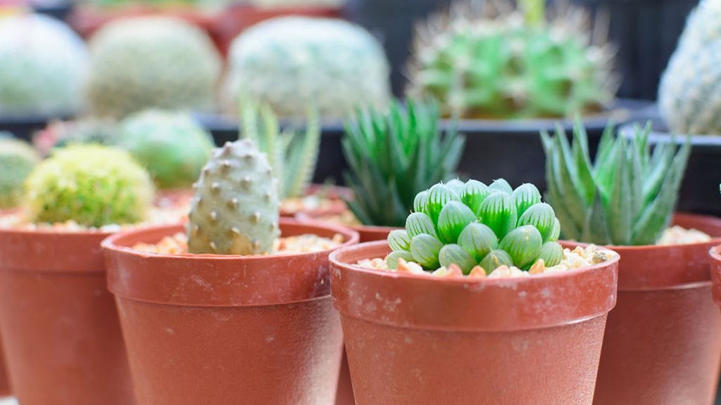 Mehikasvit viihtyvät pienissä ruukuissa.