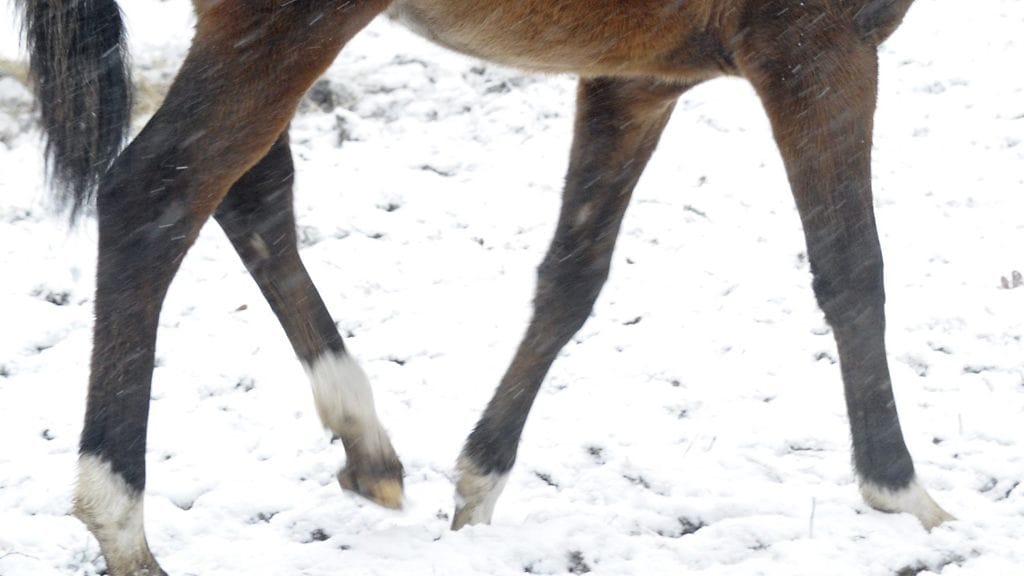 Hevosen teurastaminen on tuottajien mielestä Suomessa kannattamatonta. Siksi lopetettu hevonen mieluummin haudataan kuin tuotetaan lihaksi.