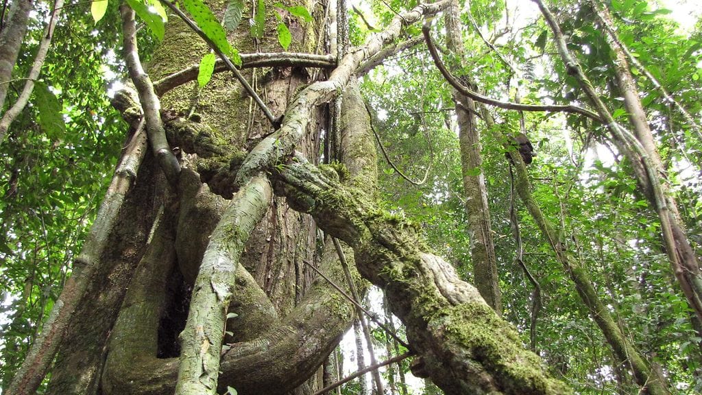 Sademetsä Ecuadorissa.