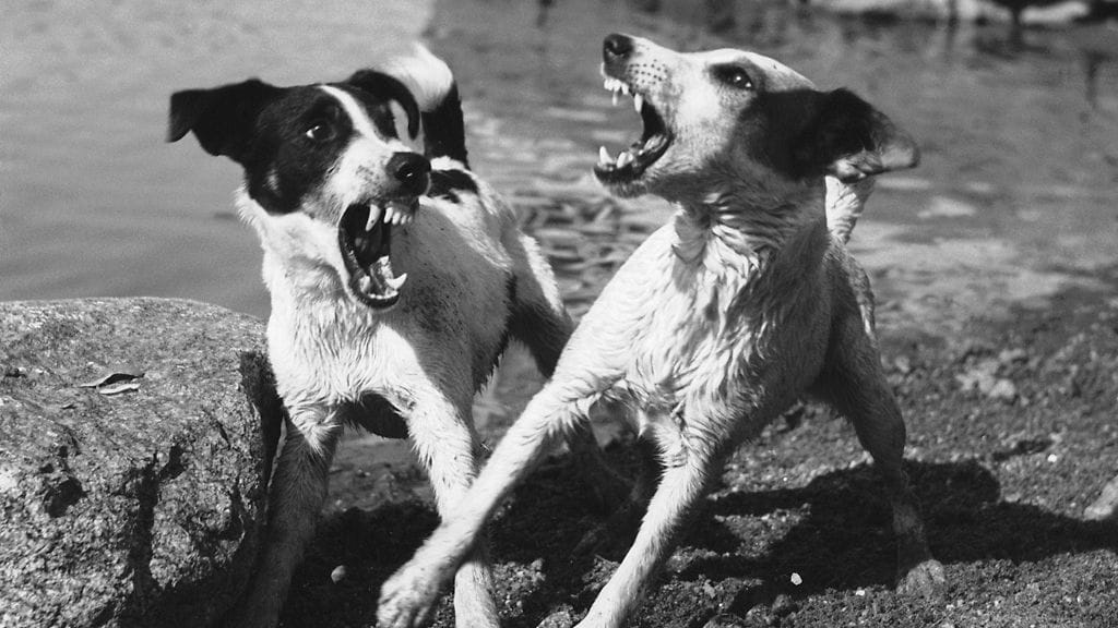 Koirakurssilla oppii, kuinka koirasta saa tottelevaisen.