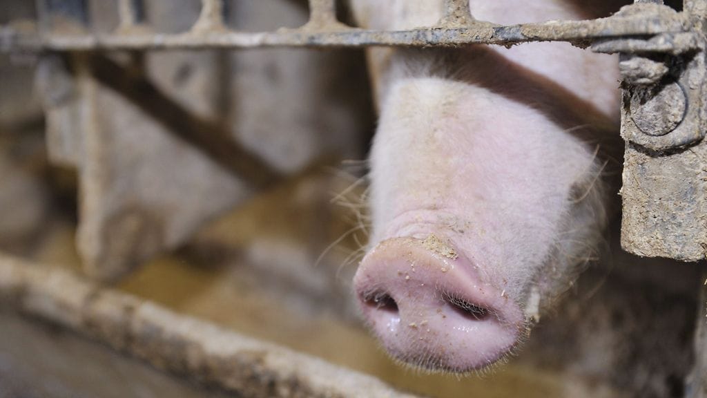 Vetoomuksessa vaaditaan muun muassa emakkohäkkikieltoa.