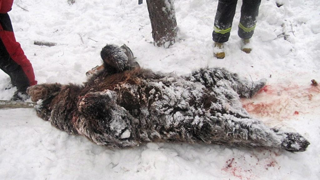 Poliisin mukaan kahta miestä epäillään edelleen törkeästä metsästysrikoksesta.