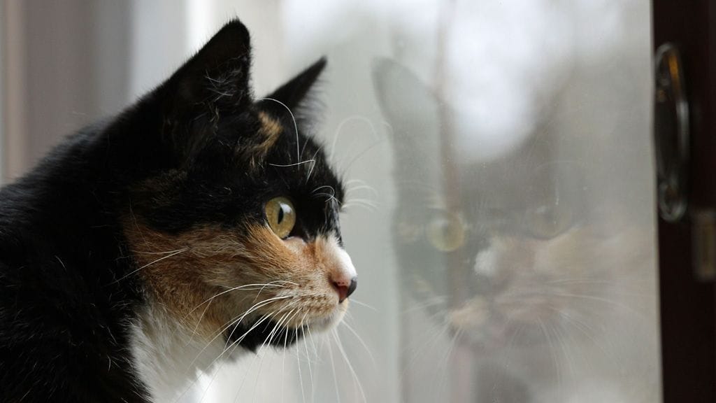 Toksoplasma tarttuu harvoin suoraan kissan jätöksistä. Kuvituskuva.