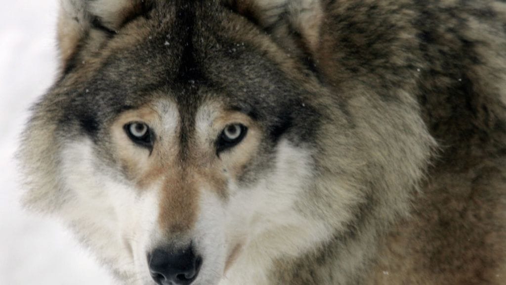 Lopullinen arvio susien määrästä tehdään metsästyskauden jälkeen eli ensi maaliskuussa.