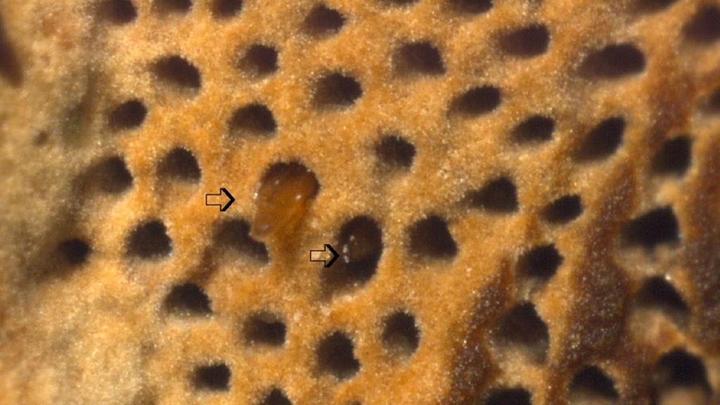 Kuvassa kaksi raidankääpäripsikkää syö. Ylemmän nuolen kohdalla näkyy paljas takapää ja peitinsiipeä, alemman nuolen kohdalla eläin on kokonaan pillin sisällä. Kuva: Jyrki Muonio, Luonnontieteellinen museo.