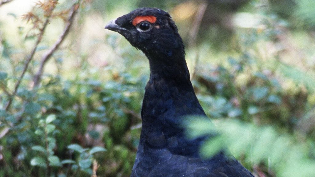 Teerenmetsästys johtikin onnettomuuteen Sotkamossa.