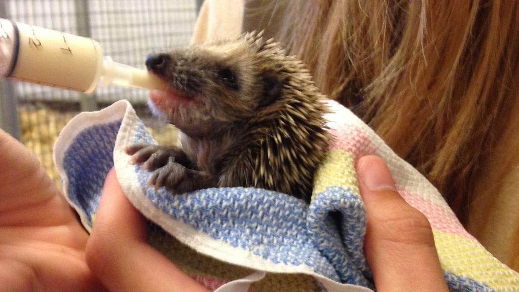 Siilikauden ensimmäisiä hoidettavia. Kuva: Korkeasaari.