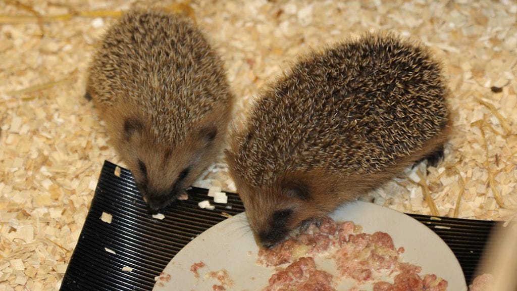 Vain Korkeasaari-uutisointiin