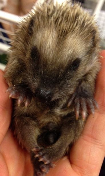 Vain Korkeasaari-uutisointiin