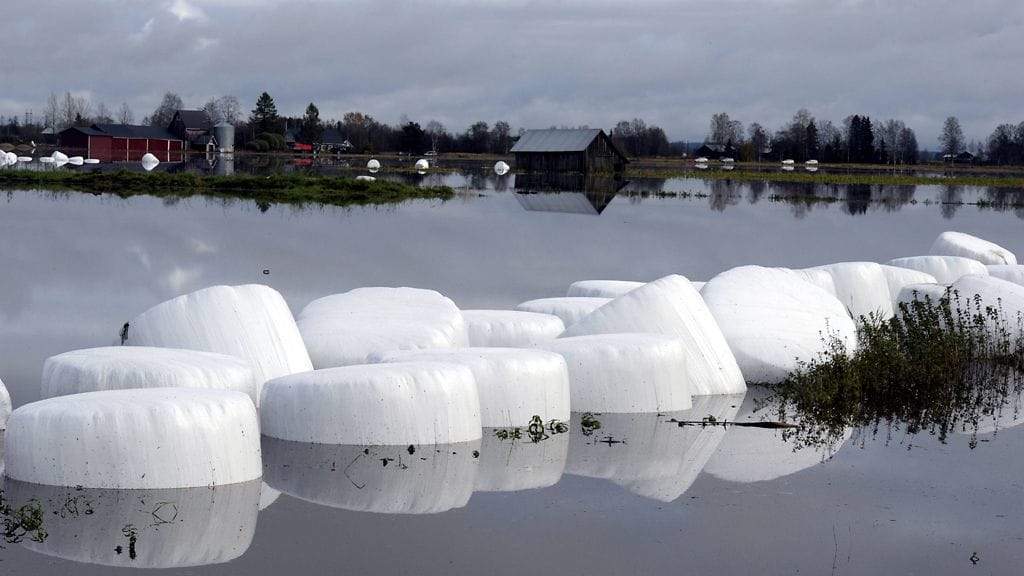 Päntäneenjoki tulvi pelloille Kauhajoella maanantaina 8. lokakuuta 2012.
