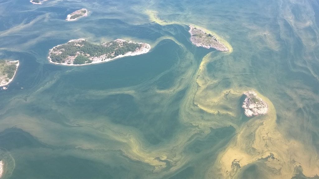 Ajankohtaan nähden Suomessa onkin nyt melko vähän runsaita sinileväkukintoja.