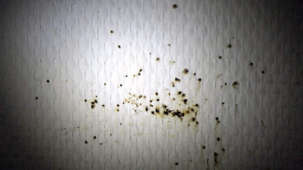 Seinäluteen jätöksiä.