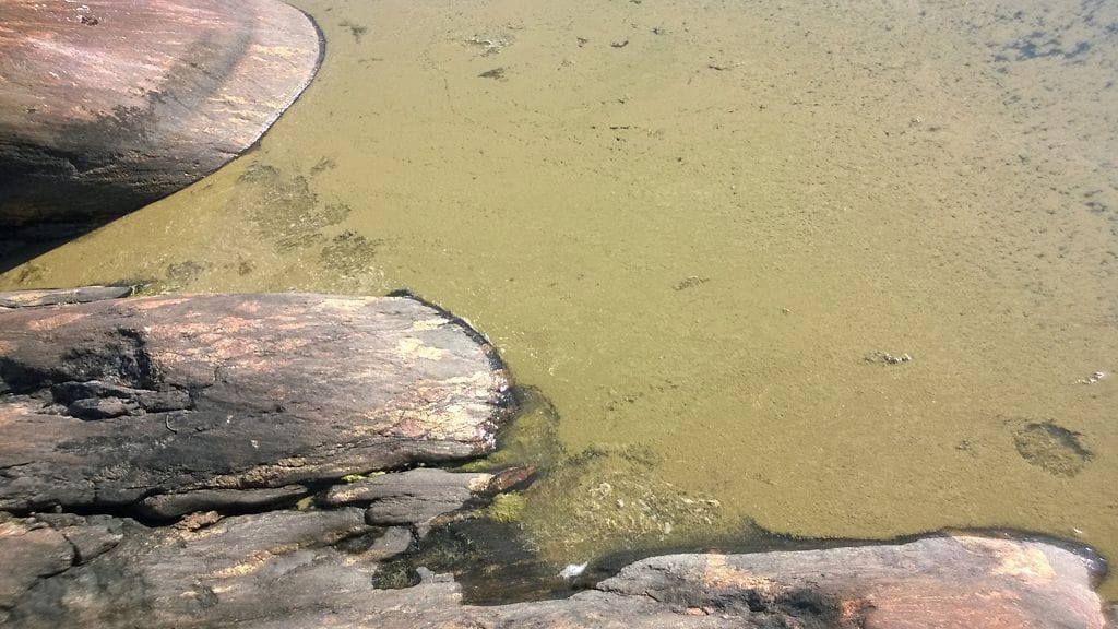 sinilevä korppoo varsinais-suomi sinilevää