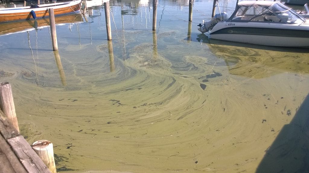 sinilevä nauvo sinilevää