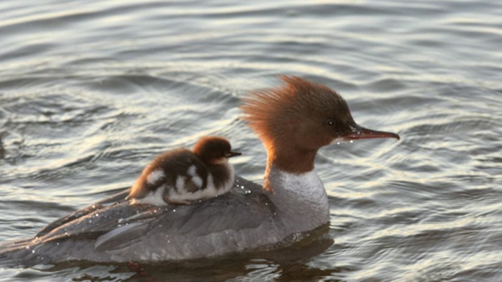 Isokoskelonaaras ja poikanen. Kuva: Lehtikuva