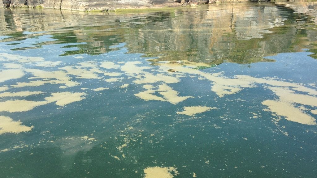 Tyyni sää on tuonut ensimmäiset sinileväkukinnot pintaan merellä. Kuvituskuva.