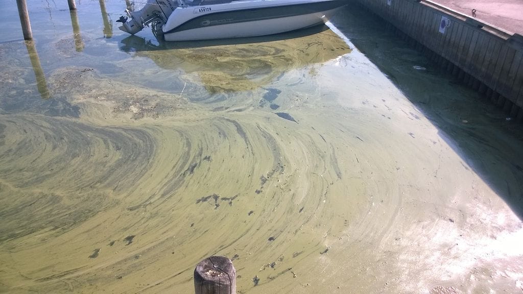 Tyypillisesti sinilevien pintakukinnat ovat runsaimmillaan heinä- ja elokuussa.