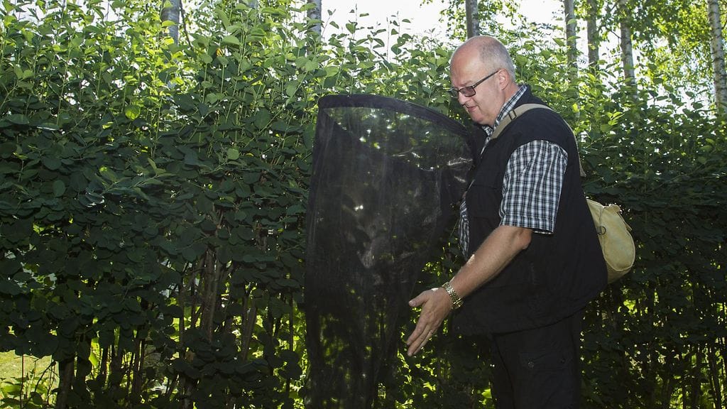 Kainuun ely-keskuksen hyönteistutkija Reima Leinonen hyttyshaavin kanssa kotipihallaan Kajaanissa.
