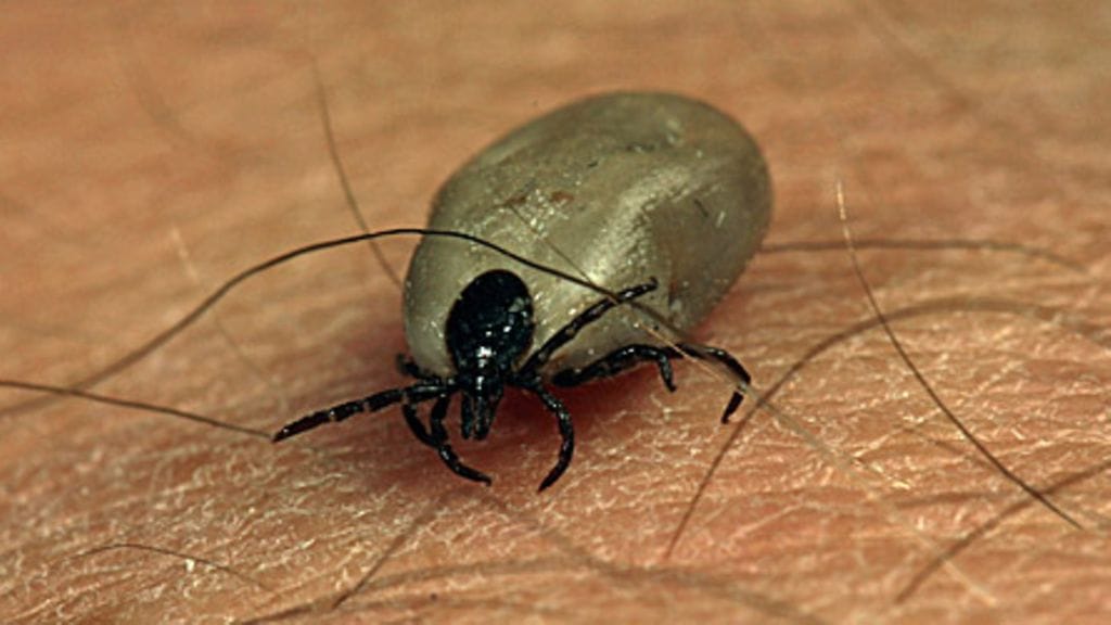 Punkki iholla. Kuva: Lehtikuva