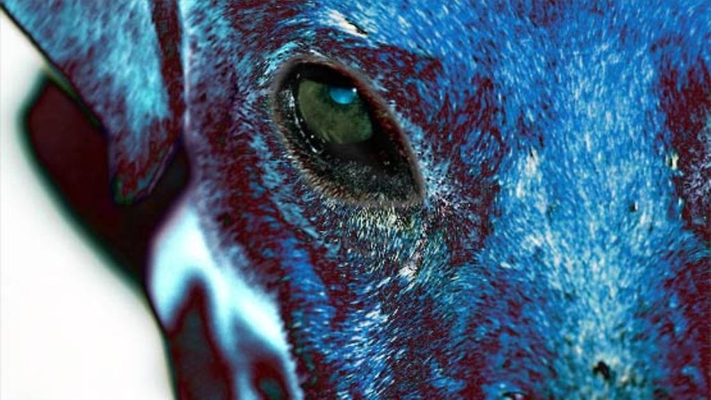 Poliisi muistuttaa, että koiran pitäminen vapaana ei ole taajama-alueella sallittua.