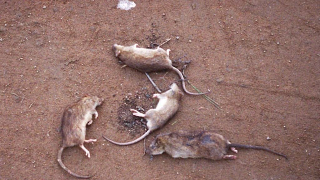 Menehtyneitä rottia. (Lehtikuva)