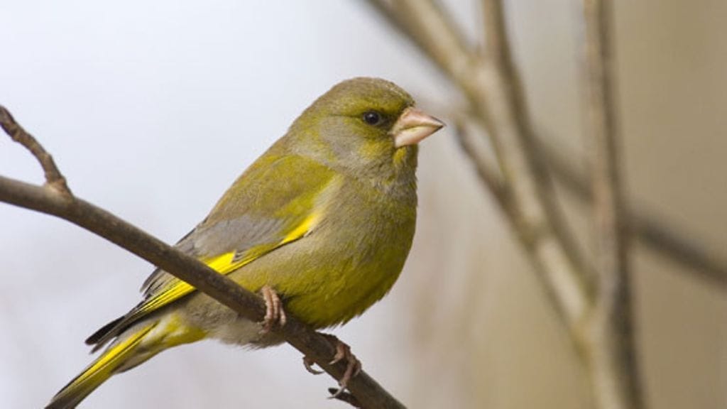 Viherpeippo tekee pesää joskus jo tammikuussa ja laulaa sen kunniaksi oksalla. (Kuva Reijo Lähteenmäki / Birdlife.)