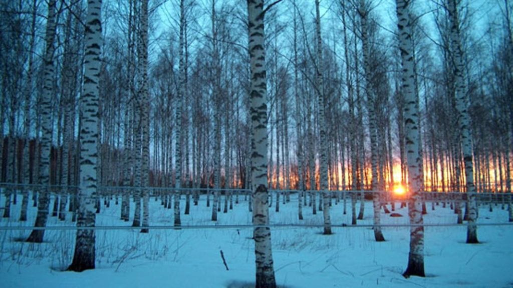 Nordic Koivun koivumahlaa viedään lähes kahteenkymmeneen maahan. (Kuva: Nordic Koivu.)