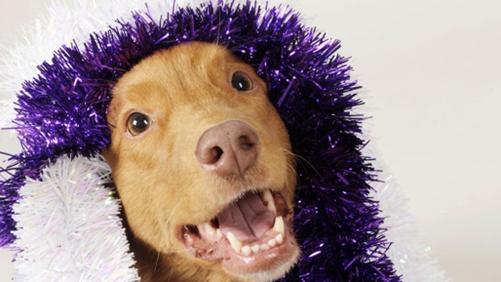 Koira joulukoriste kaulassa.