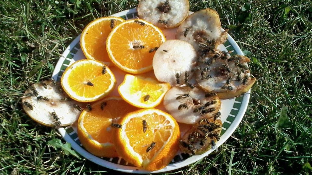 Vantaalainen Kim Söderberg kattoi ampiaisille hedelmämenun.