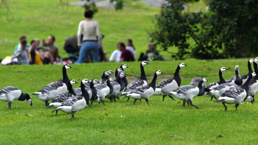 Valkoposkihanhia Kaivopuistossa. Kuva: Lehtikuva/Ville Myllynen