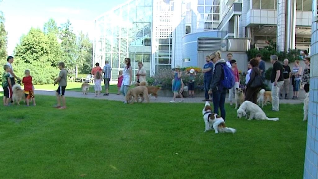 Koe-esiintymiisen osallistuneita koiria ja niiden omistajia.