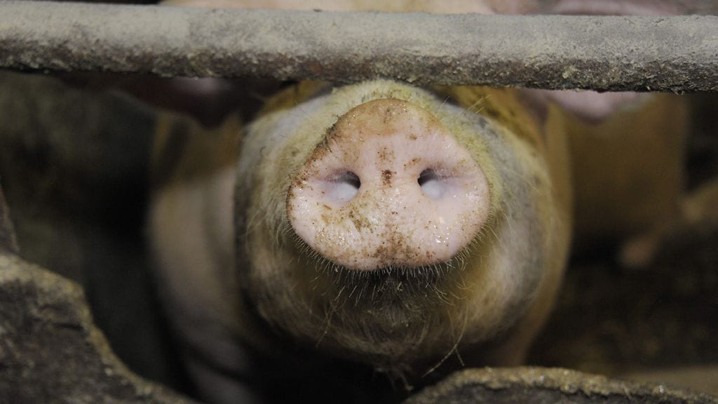 Sian kärsä luomu-sikatilalla Loimaalla.