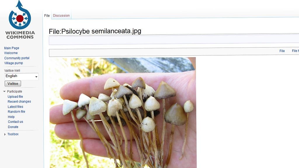 Ruutukaappauskuva Wikimedia Commons