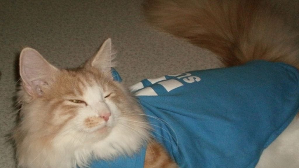 Hemppa fanittaa Leijonia.