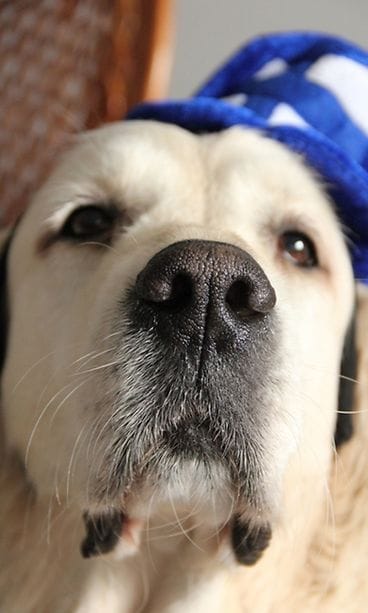 Leijonakannattaja Siiri.