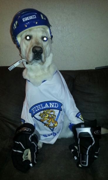 Ei ole kiekkofania karvoihin katsomista.