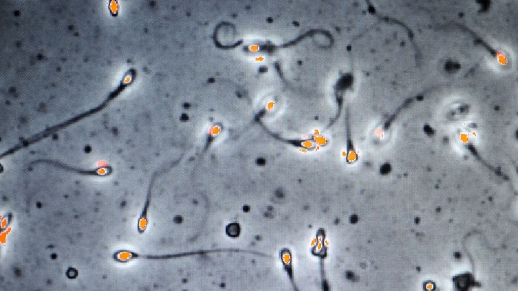 Dna saadaan johtajan tavaroista.