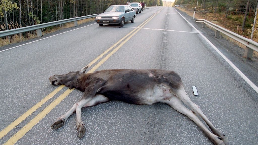 Suurimmillaan hirvikolarin riski on auringonlaskun tunteina, ja hirvet liikkuvat paljon myös aamuhämärässä.