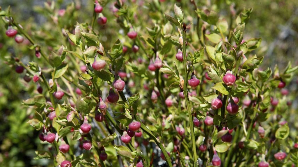 Mustikka kukkii jo monin paikoin eteläisessä ja keskisessä Suomessa.