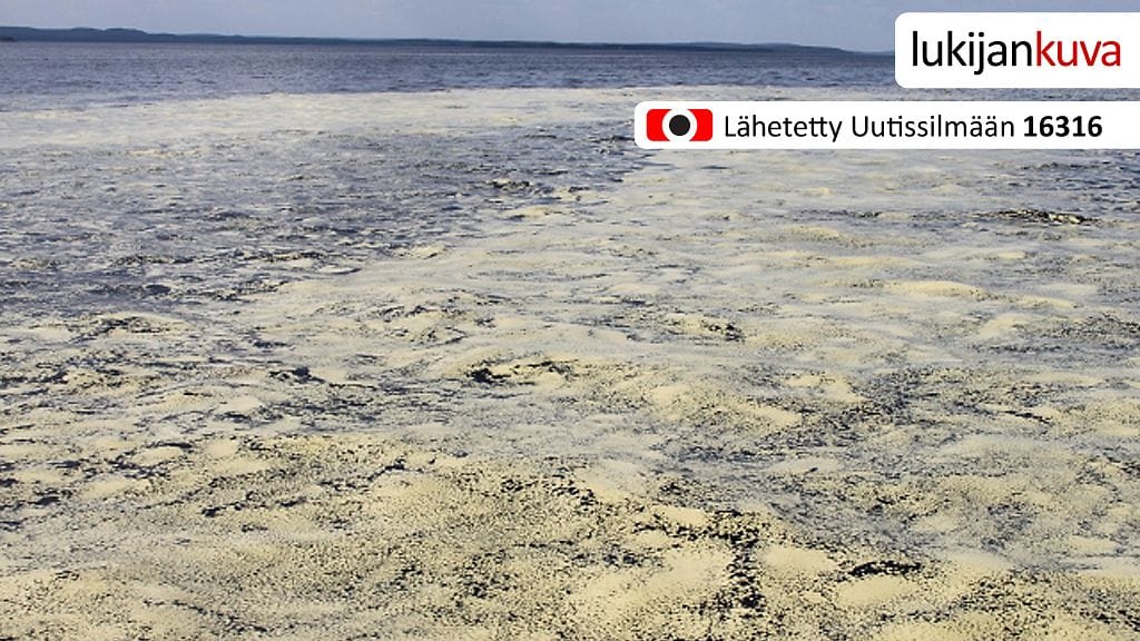 Siitepölyä Pielisellä 2.6.2013. Kuvaaja: Timo Alanko