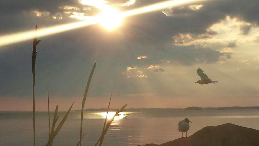 Lähipäivät ja yöt ovat lämpimiä. Lukijan kuva: Tuula Voutilainen