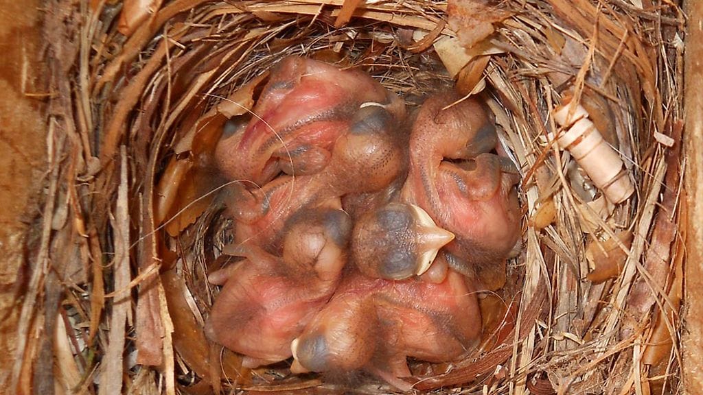 Kirjosiepon poikaset ovat kuoriutuneet.