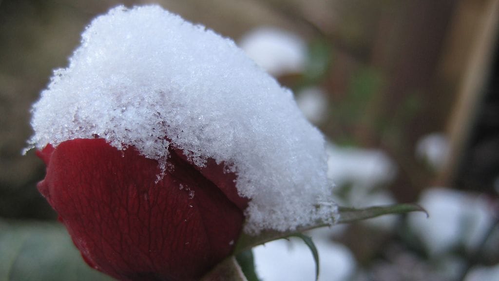 Lumikuuroja on odotettavissa erityisesti etelärannikon lounaisosiin, mutta myös itäiseltä Suomenlahdelta voi tulla lunta.