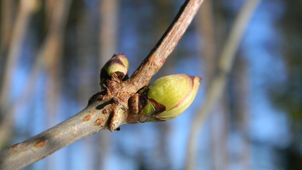 Kevään merkkejä Turussa 10. maaliskuuta 2013. Lukijan kuva: Pirjo Timonen.