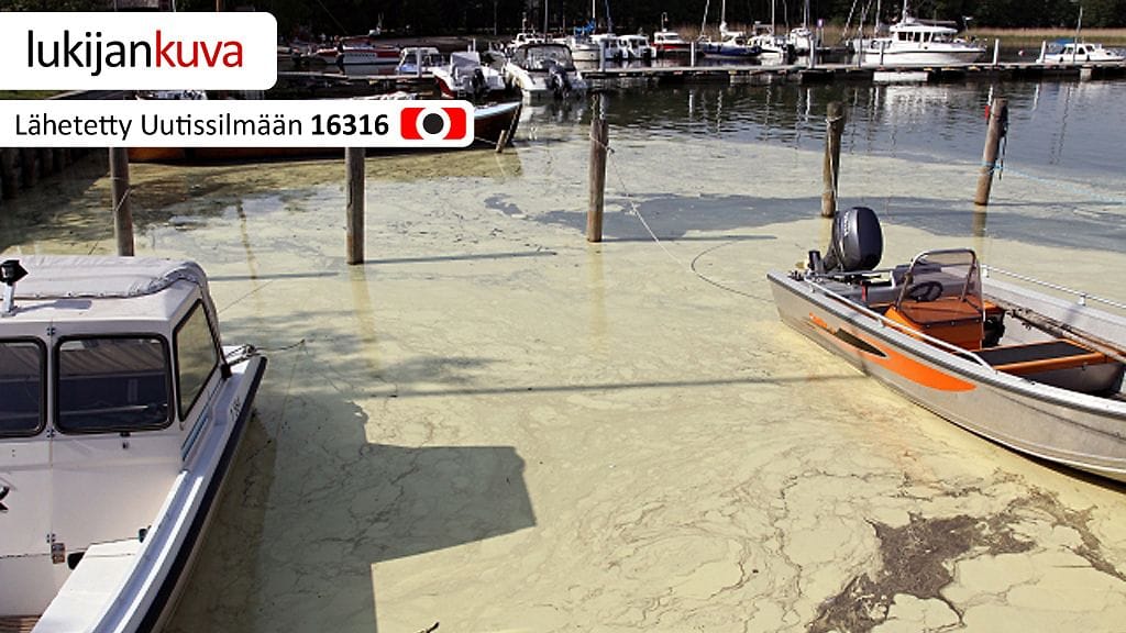 Siitepölyä Nauvossa 2.6.2013. Kuvaaja: Raimo Nieminen.